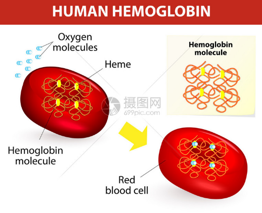 Iron redox cycle in life